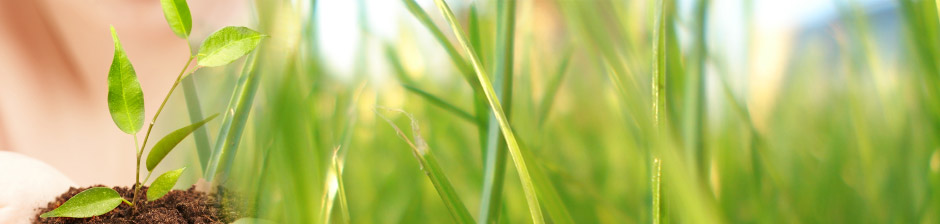 growing plants
